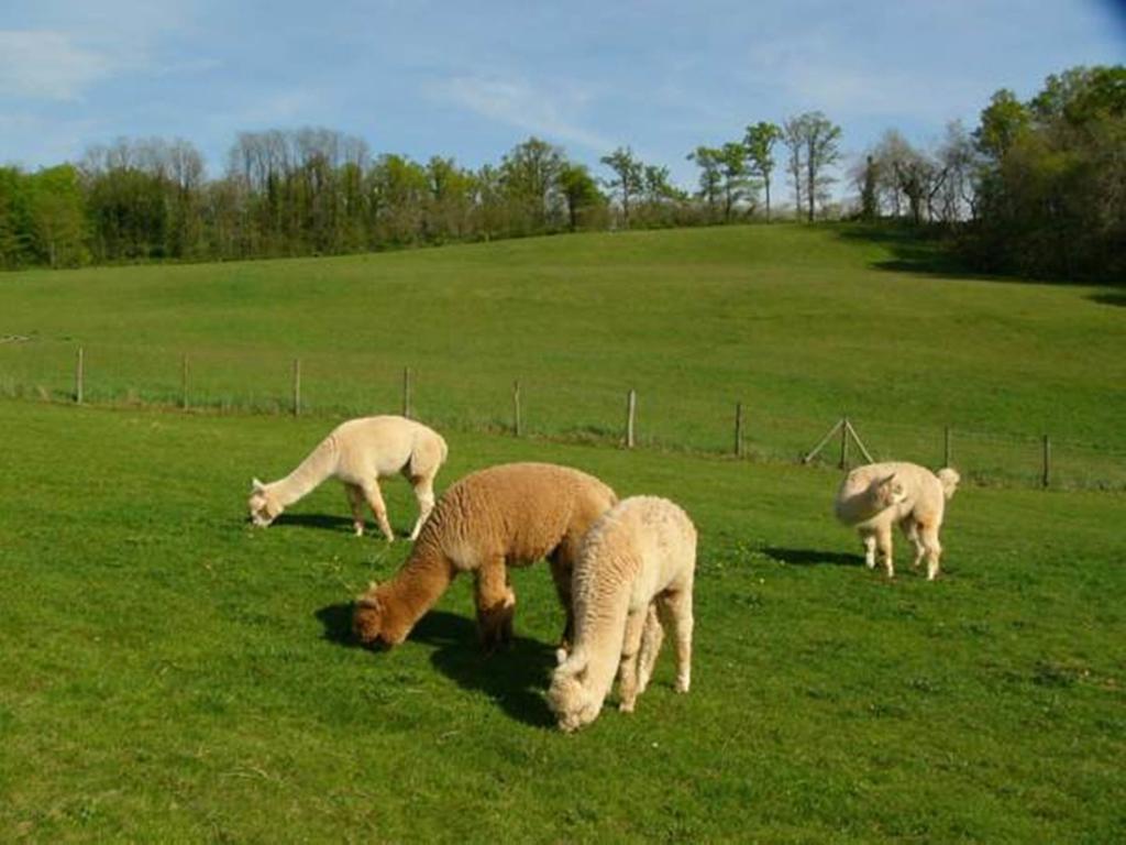 Juillac  Farmstay Alpagaterie المظهر الخارجي الصورة