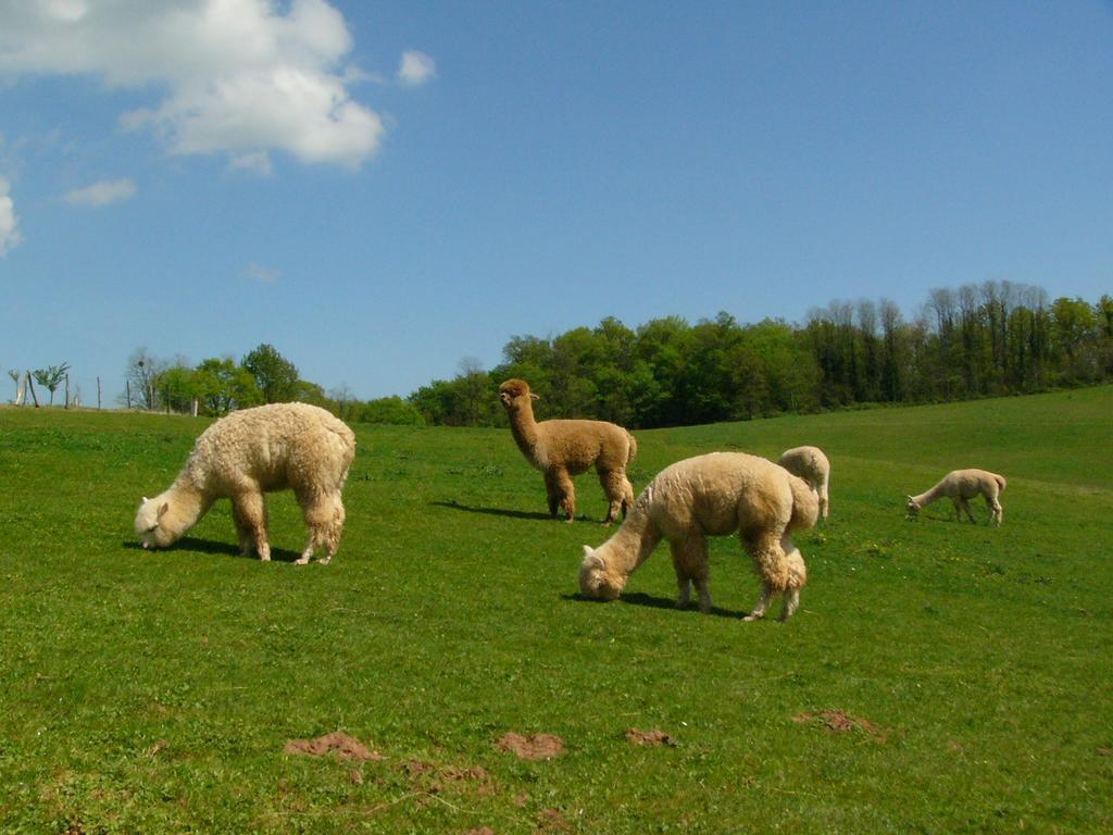 Juillac  Farmstay Alpagaterie المظهر الخارجي الصورة