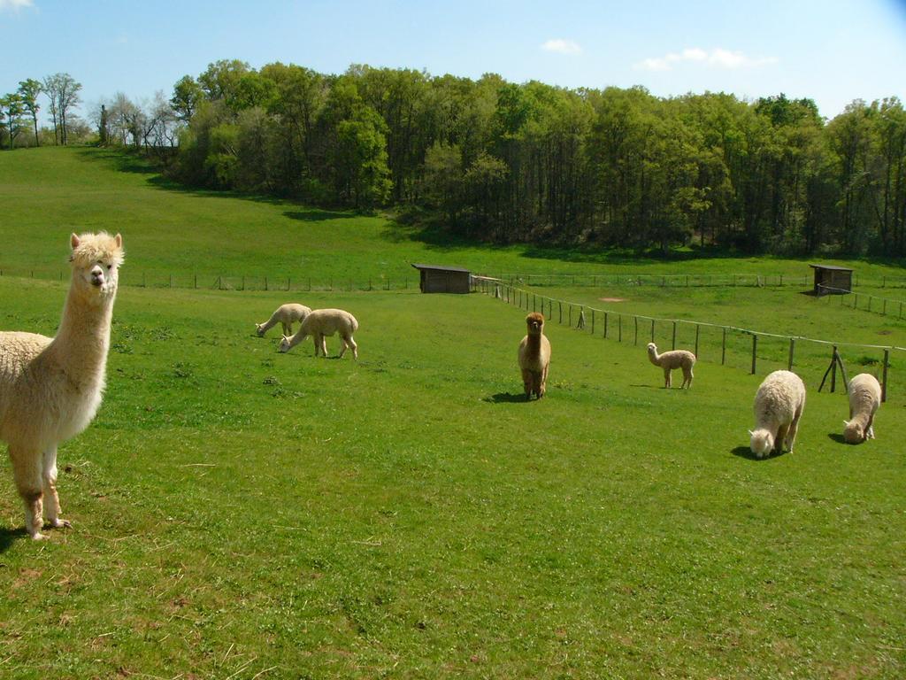 Juillac  Farmstay Alpagaterie المظهر الخارجي الصورة